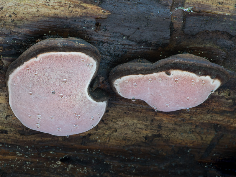 Fomitopsis rosea